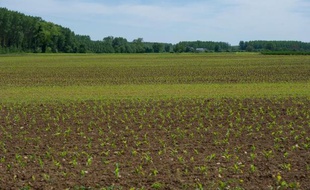 Un champ de maïs sur lequel un goutteur a été installé, photographié le 5 mai 2014 près de Thouars, dans les Deux-Sèvres