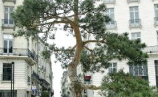 Pour célébrer le jumelage avec Niigata, un bonsaï géant était dressé place Royale cet hiver.