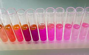 La pigmentation complexe des cyanobactéries marines leur permet de s'adapter aux variations de température de l'océan