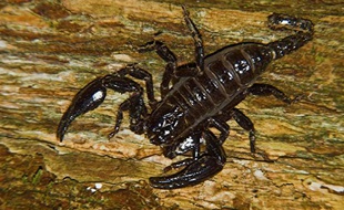 Un scorpion noir de Bornéo