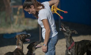 Kristal, une volontaire, joue avec des lévriers à Alhaurin de la Torre en Espagne dans un refuge pour chiens, le 19 juin 2015