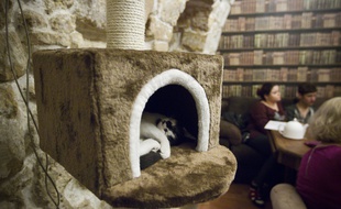 Après la réussite de sa campagne de financement participatif, l'équipe de Cat&Cake ouvre ce vendredi le premier bar à chats de Strasbourg. (Illustration)