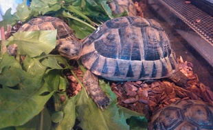 Onze spécimens de ces tortues «mauresques» ont été saisis chez le couple ariégeois.