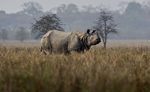 Indien femelle datant