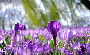 Des crocus, qui fleurissent à la fin de l'hiver.