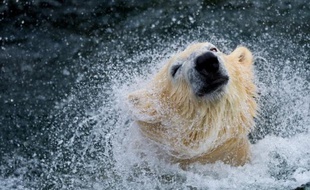 L'avenir de l'ours blanc est "pour le moins incertain" à cause du "réchauffement accéléré de l'Arctique", a mis en garde jeudi la branche canadienne de l'organisation écologique mondiale WWF.