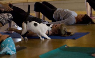 Une séance de cat yoga se pratique entouré de chats, dont les ronronnements ont des vertus apaisantes.