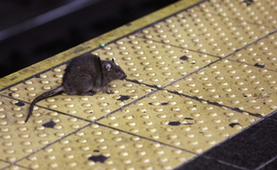 Une femme a trouvé une souris morte dans sa veste Zara