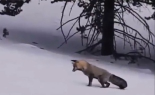 Tout mignon, ce petit renard gris est d'abord un redoutable chasseur.