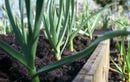 La technique estivale qui garantit des poireaux longs et tendres malgré la sécheresse au potager