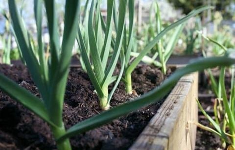 La technique estivale qui garantit des poireaux longs et tendres malgré la sécheresse au potager