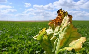 Un champ de betteraves sucrières atteint par la jaunisse (image d'illustration).
