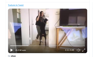Brooke Houts, 20 ans, réalise régulièrement des vidéos auprès de son doberman pour ses 340 000 abonnés.