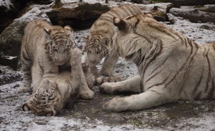 Les petits tigres blancs sont nés le 14 août 2014.