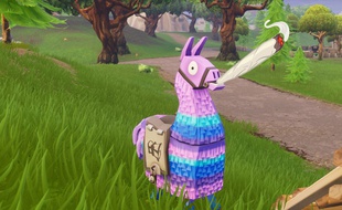 Les lamas sont eux aussi sur le banc des accusés.
