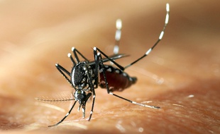 Le moustique " Aedes Albopictus " est apparu en 2004 dans le département.