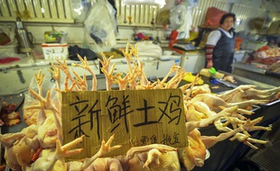 Un marchand de canards laqués est mort du virus H7N9 de la grippe aviaire dans le centre de la Chine, a annoncé samedi 14 janvier 2017 l'agence Chine Nouvelle.