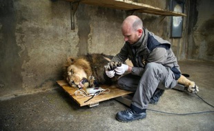 Jetpuhr, un lion d'Asie mâle âgé de 12 ans, a quitté le zoo de Mulhouse pour rejoindre celui de Dudley en Angleterre, dans le cadre du programme de conservation de cette espèce très rare, le 29 octobre 2015