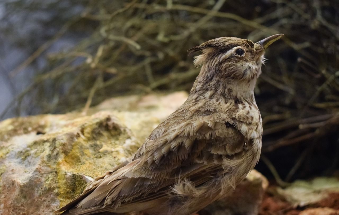 Chasse à l'alouette : le Conseil d'État désavoue à nouveau le gouvernement sur les filets traditionnels