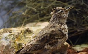 L’alouette des champs (photo), la fauvette grisette ou le bruant ortolan -des espèces spécialistes des milieux agricoles- ont perdu en moyenne un individu sur trois en quinze ans.