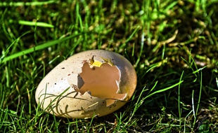 Un oeuf (illustration).