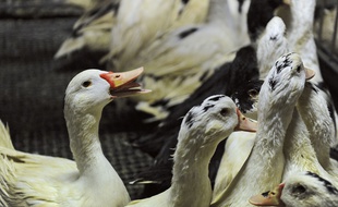 Un élevage de canards destinés à la production de foie gras. Illustration.