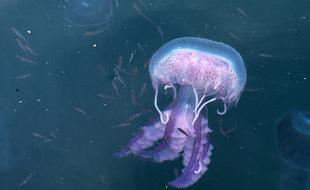La méduse Pelagia