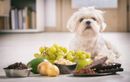 Peut-on donner des fruits à son chien ? Lesquels sont sans risque, lesquels éviter et quelles portions respecter selon les vétérinaires