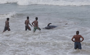 Des centaines de « dauphins-pilotes » ont été secourus au Sri Lanka, mardi 3 novembre.