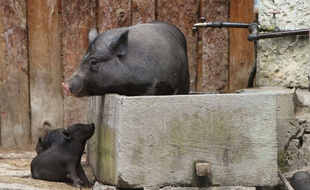 Illustration d'un cochon vietnamien