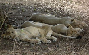 Les lions d'Asie sont en voie de disparition. Il en resterait 400 dans la nature, comme sur cette photo prise à Ahmadabad, en Inde, en 2008.