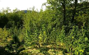 La plantation a été découverte par les gendarmes de l'Hérault