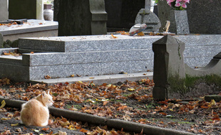 Un chat dans un cimetière (illustration).