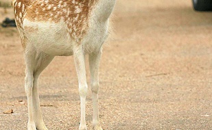 Le zoo de Thoiry, dans les Yvelines.