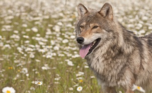 Le loup, entre attraction et répulsion.