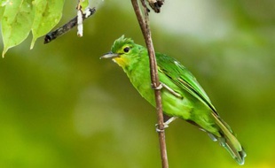 Photo non datée reçue le 6 octobre 2015 montrant un verdin à ailes jaunes, une espèce endémique, dans la forêt à Bislig, dans le sud des Philippines