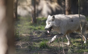 Vosges: des défenseurs du loup, munis de cors de chasse, veulent en empêcher le recensement (Illustration)