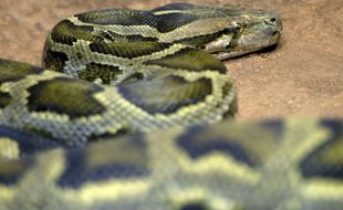 Un python. Image d'illustration.