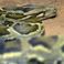 Un cycliste croise un python dans les rues de Toulouse