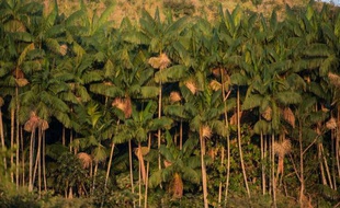 "Ils nous disaient que c'était le meilleur endroit où vivre", se rappelle Luiz Martins Neto, qui s'est installé en 1989 à Sao Felix do Xingu, localité amazonienne considérée à l'époque comme un eldorado avant de tourner le dos à la déforestation.