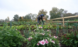 A Tournefeuille, des jardins familiaux.