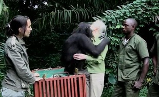 WOUNDA, UNE CHIMPANZE LIBEREE PAR JANE GOODALL EN REPUBLIQUE DEMOCRATIQUE DU CONGO