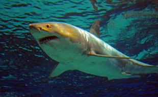 Un grand requin blanc dans l'aquarium Churaumi de l'île d'Okinawa, dans le sud du Japon, le 5 janvier 2016