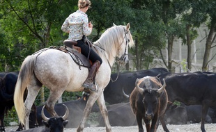 Un taureau de Camargue manipulé à cheval (illustration)