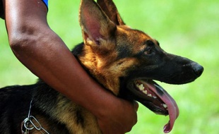 Le Berger Allemand toujours le chien préféré des Français
