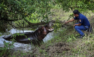 L'hippopotame a été baptisé « Tyson » par les habitants de Las Choapas, au Mexique.