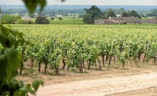 Les viticulteurs craignent une dévalorisation des vignobles AOC.