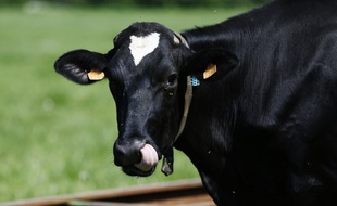 Une vache à Nort-sur-Erdre (image d'illustration).