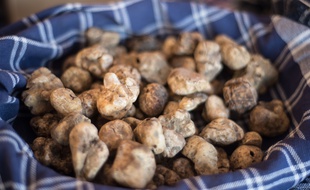 Des truffes blanches (illustration).
