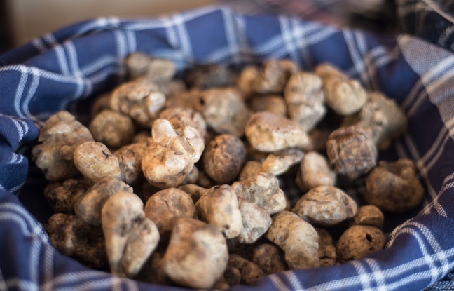 La truffe blanche d'Italie peut désormais être produite en France